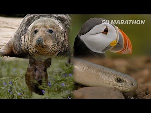 5 Hours of Legendary British Wildlife (4K Documentary)