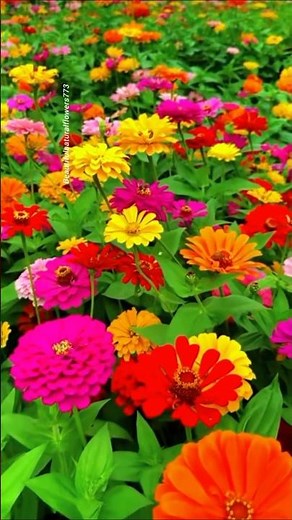 Colorful Zinnia Flower Garden 🌸🌺 | Beautiful Garden View & Peaceful Nature Scenery