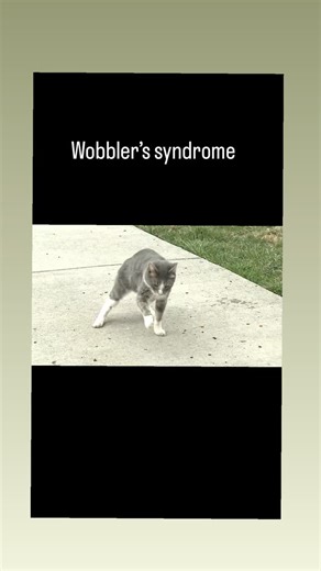 VET DRUGS (PawsLyf) | “Wobbler syndrome” (CSM) is a compressive cervical spinal cord (± nerve root) disease, most common in large/giant breeds, often presenting... | Instagram
