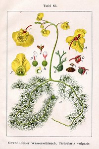 Utricularia - Alchetron, The Free Social Encyclopedia