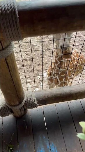 What is the weight and height of a baby giraffe at birth? Facts about giraffes #shorts