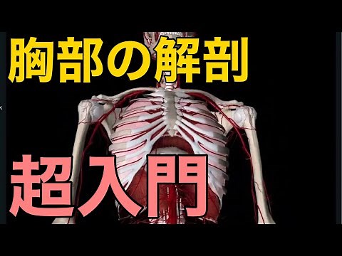 [Chest Anatomy for Beginners] A Quick Overview of the Basics