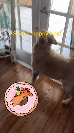 #swimday #dog #bestdayever