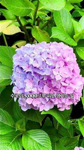 7월 부산에서 열리는 수국왕국 #부산여행 #부산축제 #무료축제 #수국명소 #꽃구경