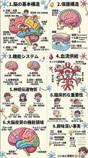 【完全図解】ヒトの脳の仕組みを10分でマスター！基本構造から神経伝達物質、最新の脳科学まで徹底解説｜心と体を操る「最強の司令塔」の正体