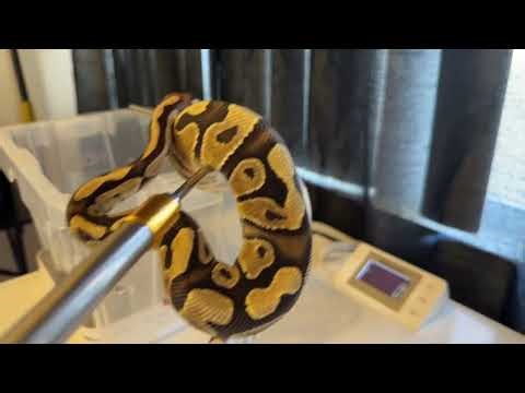 It’s weight ￼Day For the Ball Pythons 