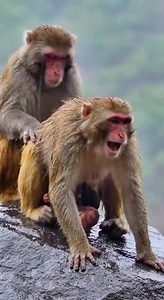 WOW! She giving birth on stone so good VC6 #babymonkey #newborn #baby #reels #bird #tiger #elephant #crocodile #animal​​​ #wildlife #snake #babymonkey #cat #Dog #monkeys | Monkey cute LL