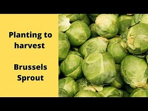 Season of Brussel Sprouts plant starts to harvest. what to know