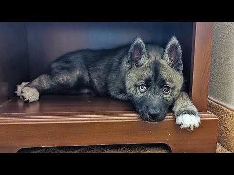 Going To Pick Up Our Husky Puppy!
