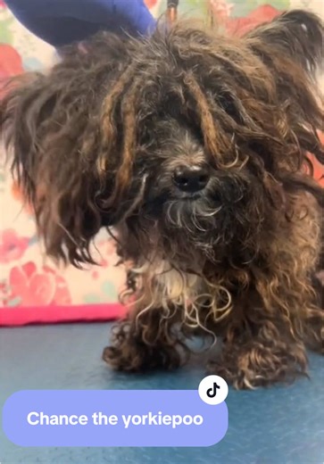 Part 1 of chance 😊 #yorkie #poodle #yorkiepoo #marchmattness #groomer #doggroomer #doggrooming #haircut #doghaircut #shavedownseason #matted #matteddog #mattedhair #poodlemix #yorkiemix