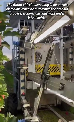 Automated Fruit Harvester Revolutionizes Orchard Picking with Advanced Robotic Technology.