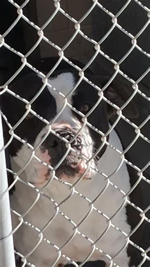 Rescue Dogs Just Want to Be Adopted 😭🐶❤️ | Heartbreaking Shelter Moments