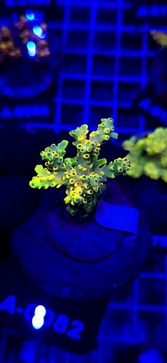 ⚡💛 Acropora Cytherea Pikachu Matecznik WYSIWYG #A0082 | Kingdom of Corals