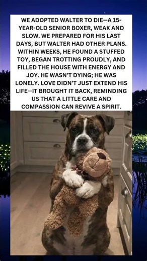 Walter the Senior Boxer Found Joy Again 🐾💛