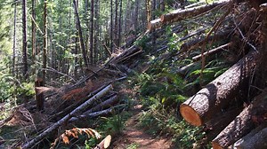 February snowstorms pummeled Oregon research forest, opened door to Douglas-fir beetles