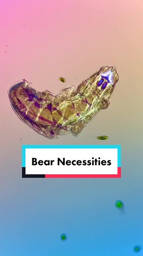 Chloé Savard on TikTok