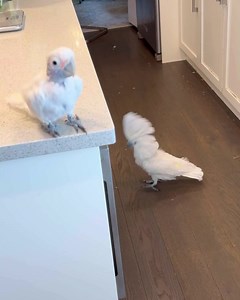 234K views · 10K reactions | ROO and Coco have a little fun dancing!  #cuteanimals #dancingparrot #dancing #bird #dancingbird | Lucky Lou and Coco Too | Facebook