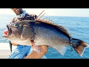 Monster Pacific Ocean Grouper Fishing