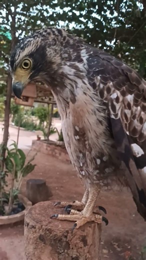 #Hawk #Eagle #Owl #Wildlife #Animal #EagleHawkOwl hawk vs snake, Owl vs snake fight, Eagle Vs Snake,