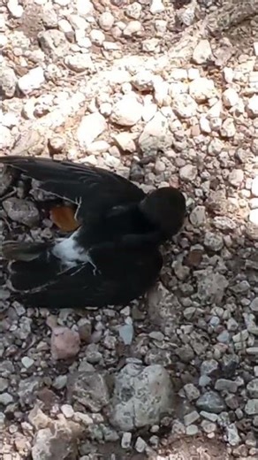 the only time a common I saw a common swift on ground