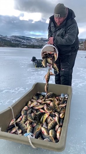 Make it rain perch! #fishing #fy #foryoupage #perch #fish #icefishing #hardwater #outdoors