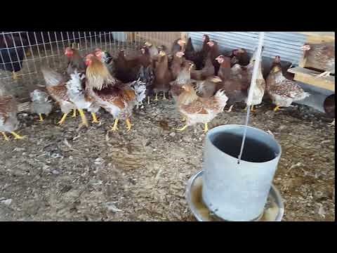 Splash Laced Red Wyandottes | Cackle Hatchery