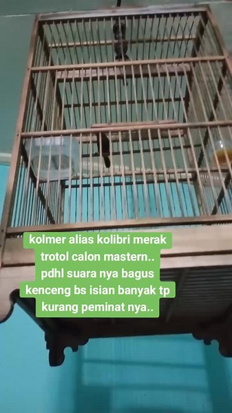 Kolibri Merak: Suara Kencang untuk Masteran Burung