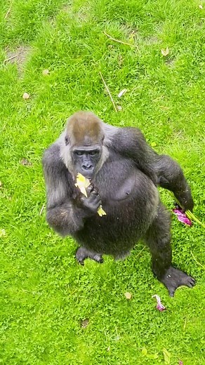Amazing Gorilla Feet: The Secret to Their Grip Revealed!