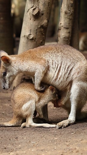 Wallabies have a special pouch, known as a marsupium, where they carry and nurse their young🧐 But what's even more interesting is that wallaby joeys, or baby wallabies, are born extremely underdeveloped and weigh only a few grams. They then crawl into their mother's pouch and attach themselves to a nipple, where they continue to grow and develop until they are ready to leave the pouch and explore the world on their own✨ #Wallaby #BaliZoo #ExploreBaliZoo #Bali | BALI ZOO