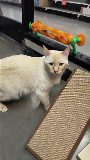 Flame Point Siamese Cat Lila