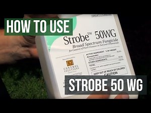 Strobe 50 WG Fungicide Azoxystrobin How To Use