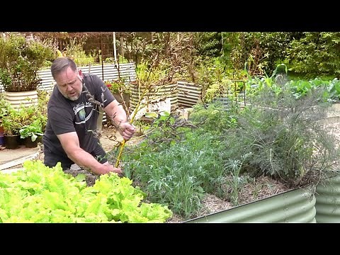 What Vegetables I Am Currently Growing | In a Subtropical Winter