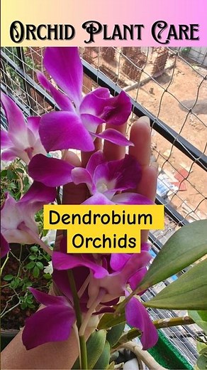 Orchid Plant Care Guide for Beginners | How to grow orchids at home #garden #orchid #shorts #ytshort