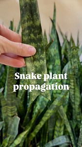 Let’s propagate your snake plant (aka turn cuttings into new plants)! Here’s what to do: 1. Cut the leaf you want to propagate 2. At the bottom of the cutting make a v-shaped cut (this gives more surface area for roots to grow) 3. Place the cutting in a clear container with water and 1/4 strength @happyhappyhouseplant Plant Food 4. Place the container in a warm well lit spot You’ll start to see roots in about 8 weeks (this is 3 months of growth)! Snake plants can be slow growers, and you might f