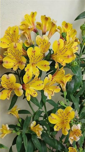 Peruvian Lily | Flowers | #homegarden #beautiful #nature #garden #flowers #gardening #lily