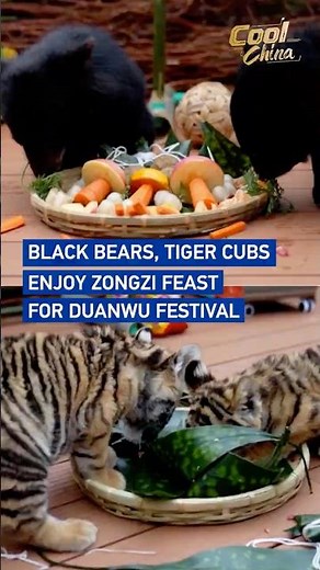Black bears, tiger cubs enjoy zongzi feast for Duanwu Festival #coolchina