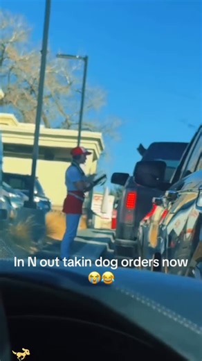 Dog guy on Instagram: "Barking dogs use their voices as a main way to communicate with the world around them. Dogs may bark to alert their owners of something unusual, such as a stranger at the door or a strange noise. Barking can also express excitement, fear, boredom, or the desire for attention. While barking is a natural behavior, the reasons behind it can vary depending on the dog’s personality, environment, and experiences. Some dogs bark more than others due to their breed traits or energ