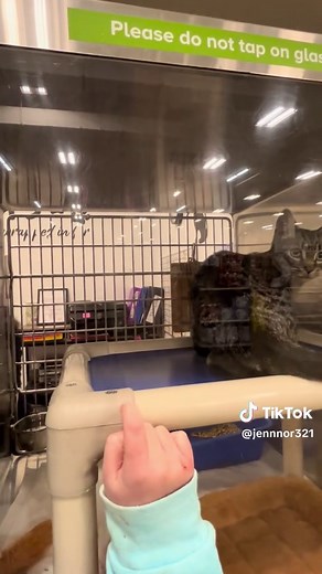 Rescue and Adopt: Saving Private Ryan the Cat