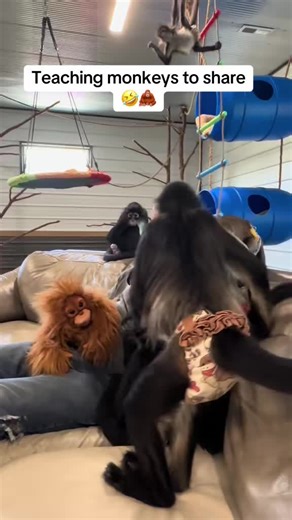 Poor little baby orangutan 🤣 | Baby Orangutan