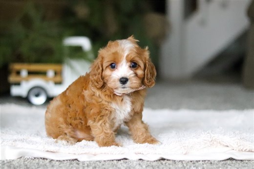 Velma - Cavapoo Puppy B50EEA