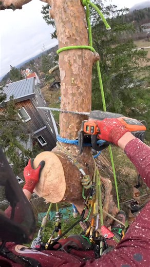 Her viser vi hvordan vi rigger tretopper ved hjelp av tau og et riggingpunkt. Nederst på stammen har vi en friksjonsblokk som tauet surres rundt. | Asker trefelling