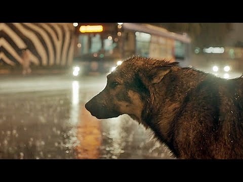 SPACE DOGS | Trailer deutsch german [HD]