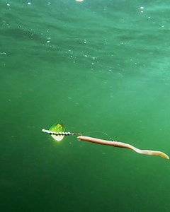 Berkley Fishing on Reels