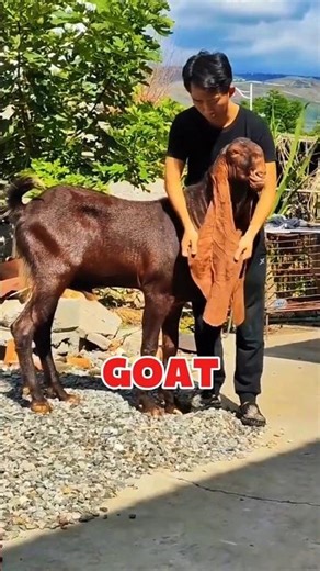 Unbelievable Pakistani Dancing Goat! 🐐 Long Ears Worth Thousands