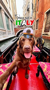 The BEST road trip ever.. with my bestfriend 🥹😭🤎 and only a few days till our honeymoon with Hector 🥹 where should we go? 🗺️ #dog #dogs #labrador #dogsofinstagram #happy #dogoftheday #roadtrip #europe #italy #travel | Hector the choco labo