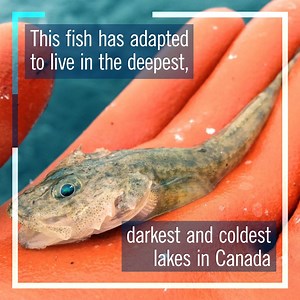 Deepwater sculpins live almost exclusively in lakes with depths greater than 35 metres and temperatures colder than 8 C. https://bit.ly/3corXjQ | University of Toronto Scarborough (UTSC)