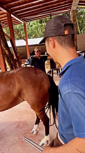 Horse Shoeing Techniques in a Workshop Setting
