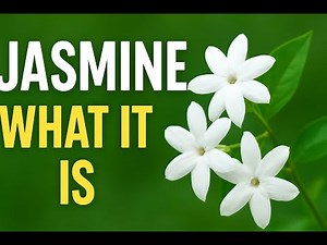 Jasmine Flower | What It Is, How It Grows, Where It Grows, Special Features Explained