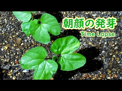 Time Lapse 朝顔の発芽