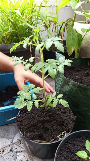 Don't forget to loosen and add soil to the plants, because it has many benefits! #gardening #garden
